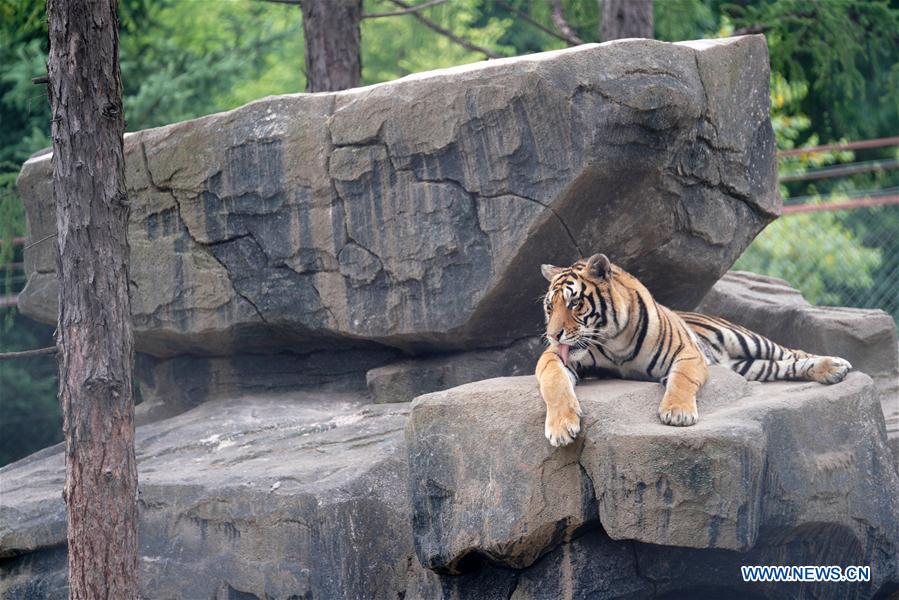 CHINA-HEILONGJIANG-SUMMER-SIBERIAN TIGERS (CN)