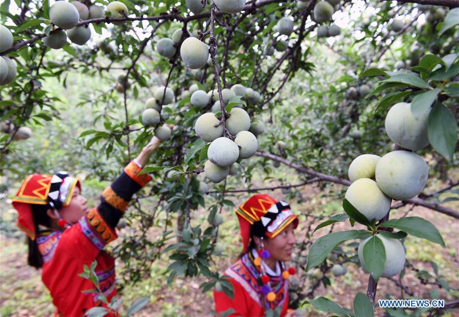 CHINA-YUNNAN-YUANMOU-FRUIT-HARVEST (CN)