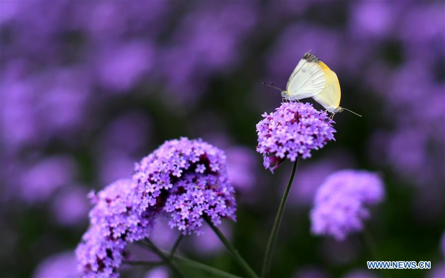 CHINA-TIANJIN-FLOWER-TOURISM (CN)