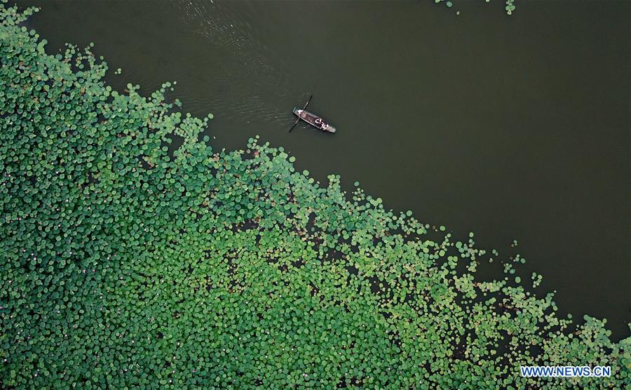 CHINA-HEBEI-LOTUS POND (CN)