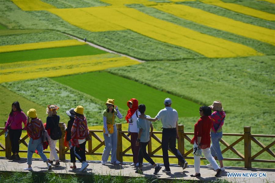 CHINA-QINGHAI-MENYUAN-COLE FLOWER FIELDS (CN)