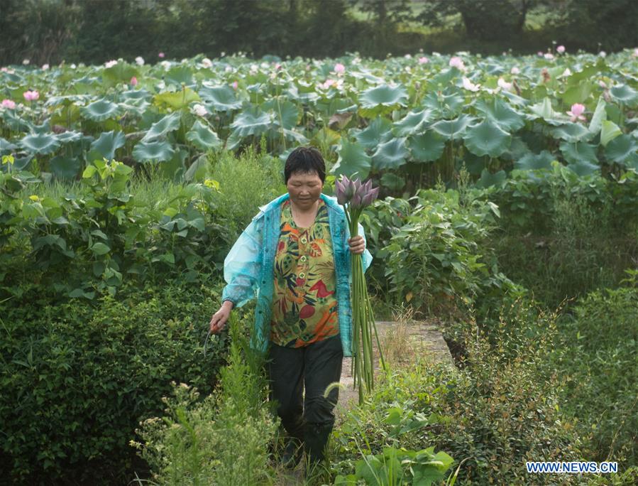 CHINA-ZHEJIANG-JIANDE-LOTUS-ECONOMY (CN)