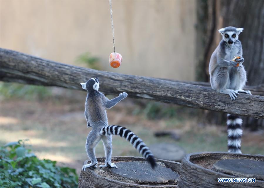 ITALY-ROME-ZOO-ANIMALS-HEAT