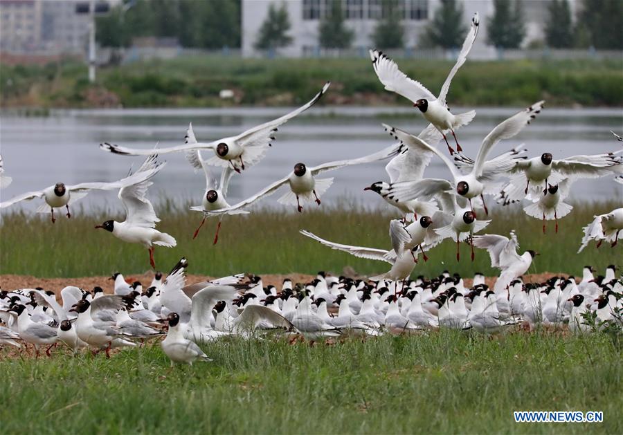 CHINA-HEBEI-RELIC GULLS (CN)