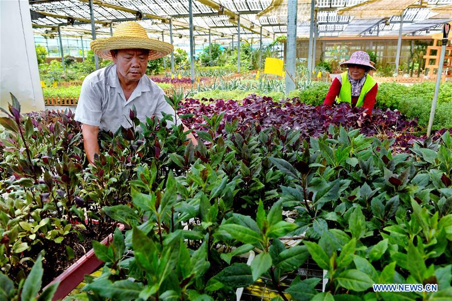 CHINA-FUJIAN-PV POWER-AGRICULTURAL GARDEN (CN)