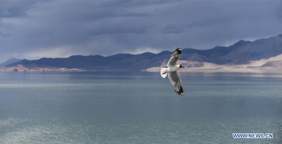 CHINA-TIBET-NGARI-BIRD (CN)