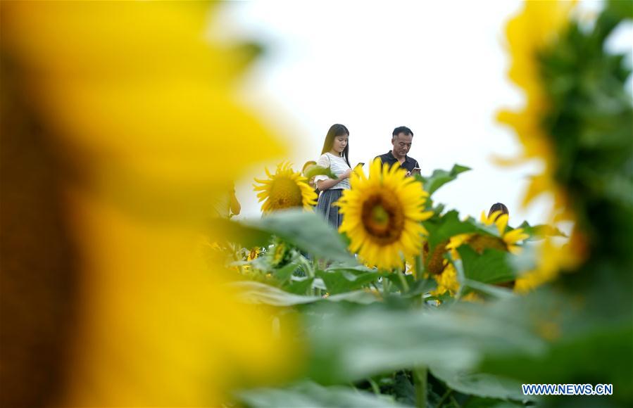 CHINA-HEBEI-SHAHE-SUNFLOWERS (CN)