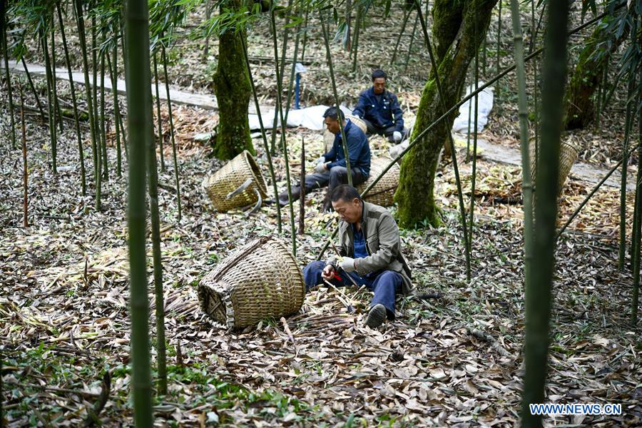 CHINA-CHONGQING-NANCHUAN-BAMBOO SHOOTS-COLLECTOR (CN)