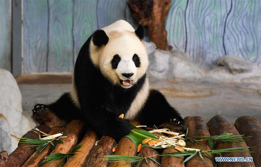 CHINA-HAIKOU-MID-AUTUMN FESTIVAL-PANDA (CN)