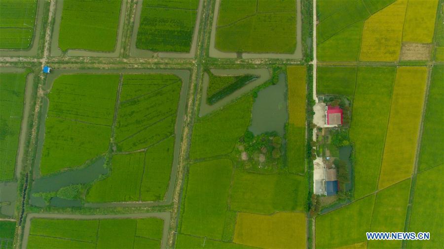 CHINA-HUNAN-NANXIAN-PADDY FIELD (CN)