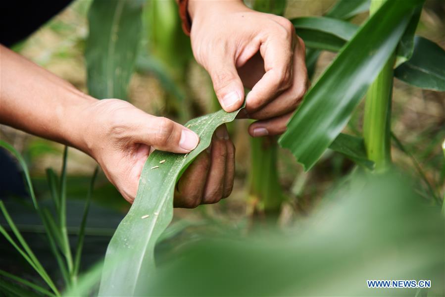 CHINA-SHANDONG-DEZHOU-AGRI-TECH PIONEERS (CN)