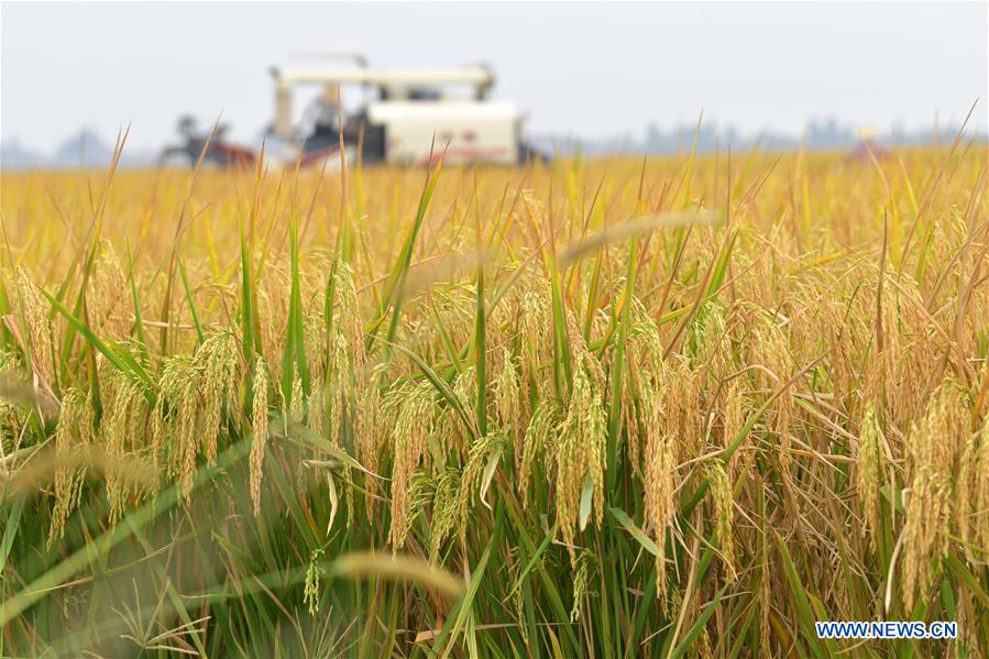 CHINA-JIANGXI-NANCHANG-HARVEST (CN)