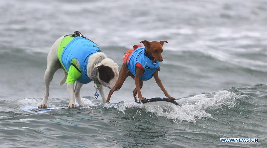 (SP)U.S.-CALIFORNIA-HUNTINGTON BEACH-SURF DOG