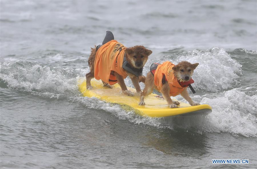 (SP)U.S.-CALIFORNIA-HUNTINGTON BEACH-SURF DOG