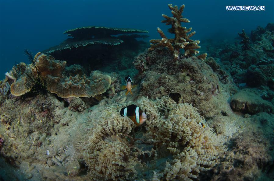 CHINA-HAINAN-LINGSHUI-CORAL REEF (CN)