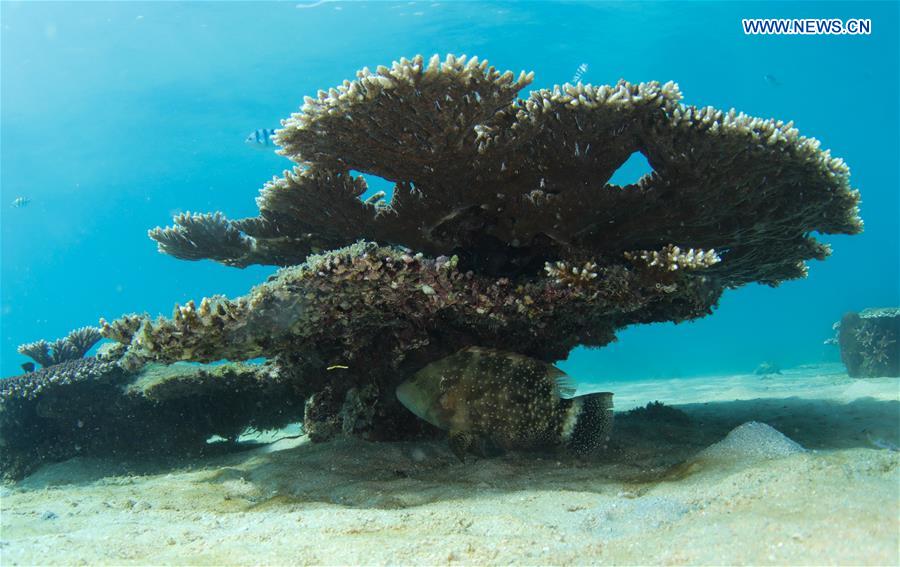 CHINA-HAINAN-LINGSHUI-CORAL REEF (CN)