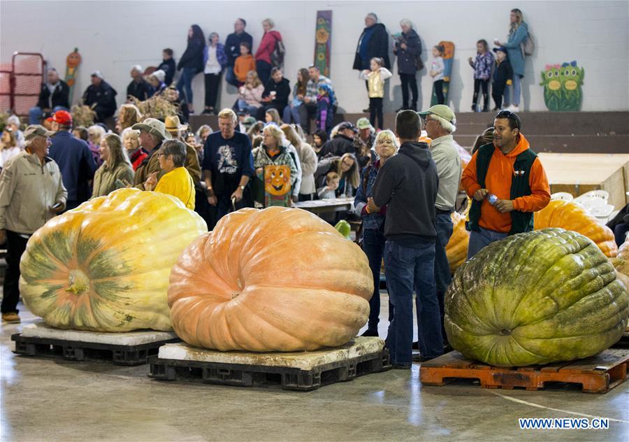 CANADA-ONTARIO-BRUCE COUNTY-GIANT PUMPKIN COMPETITION