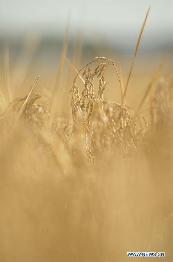 CHINA-JILIN-RICE HARVEST (CN)