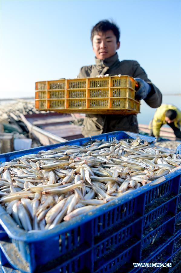 CHINA-XINJIANG-BOSTEN LAKE-FISHERY-POND SMELT (CN)