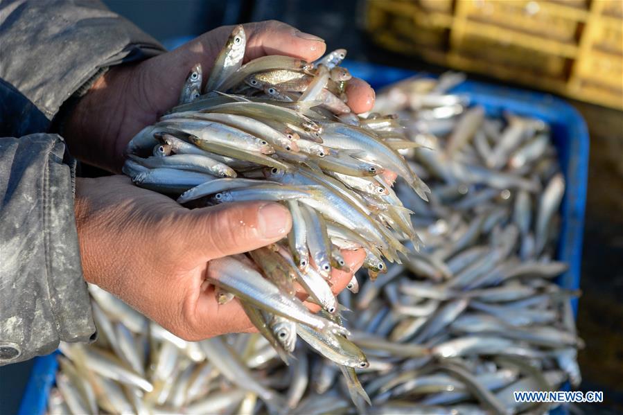 CHINA-XINJIANG-BOSTEN LAKE-FISHERY-POND SMELT (CN)