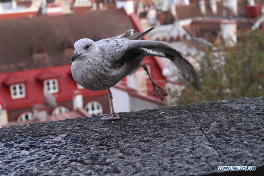 ESTONIA-TALLINN-AUTUMN SCENERY