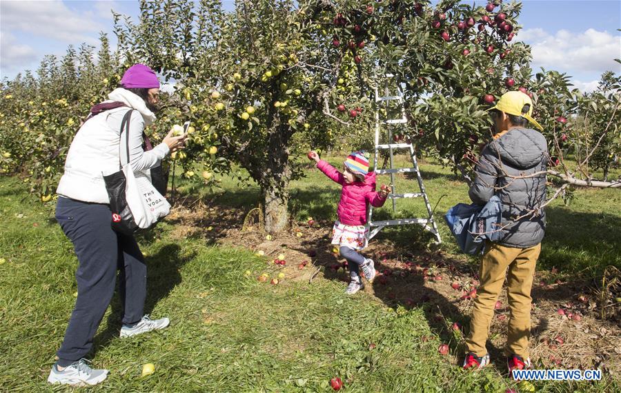 CANADA-TORONTO-THANKSGIVING-APPLE PICKING