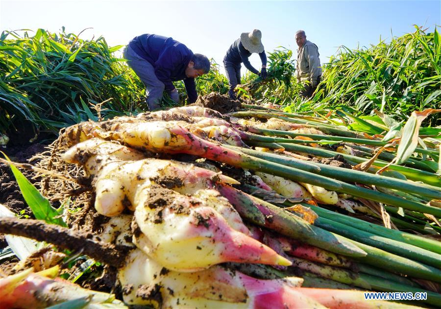 CHINA-HEBEI-GINGER-HARVEST (CN)