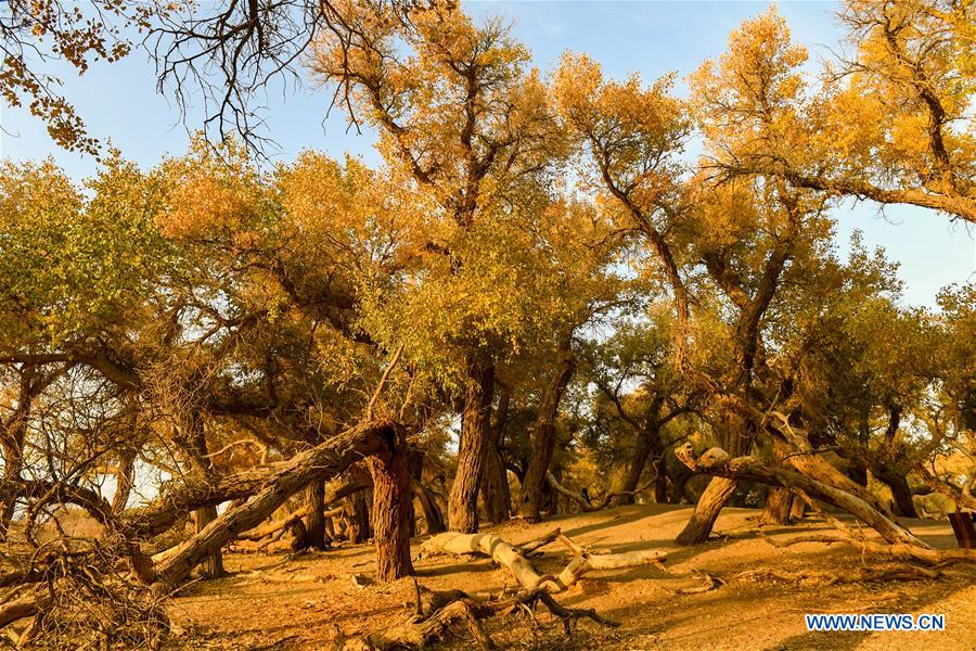 CHINA-INNER MONGOLIA-POPULUS EUPHRATICA-SCENERY (CN)