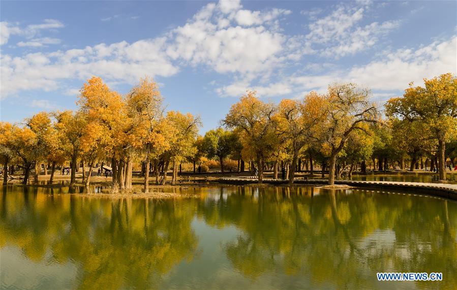 CHINA-INNER MONGOLIA-POPULUS EUPHRATICA-SCENERY (CN)