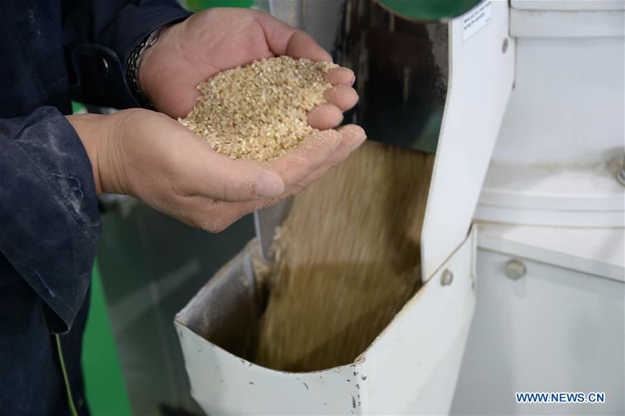 CHINA-HEILONGJIANG-HARBIN-RICE-MARKET (CN)