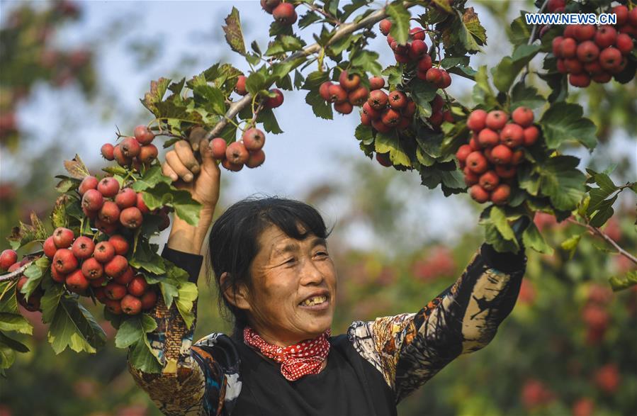 CHINA-HEBEI-HAWTHORN FRUITS-HARVEST (CN)