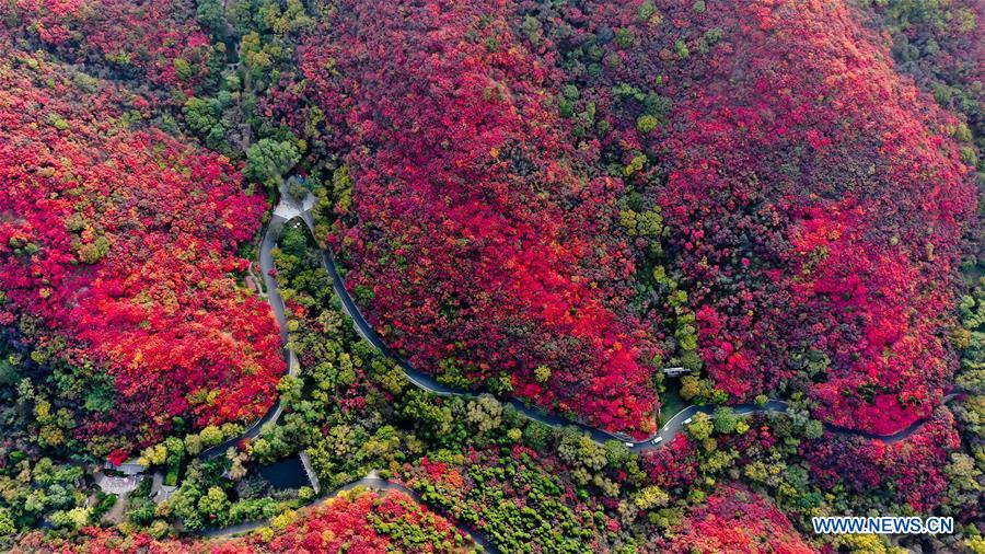 CHINA-SHANDONG-JINAN-AUTUMN SCENERY (CN)