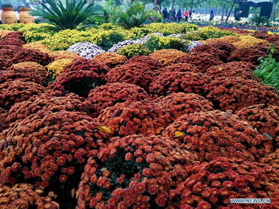 (BeijingCandid)CHINA-BEIJING-CHRYSANTHEMUM (CN)