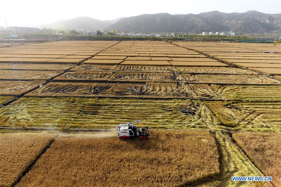 CHINA-SHANXI-TAIYUAN-PADDY FIELD-HARVEST (CN)