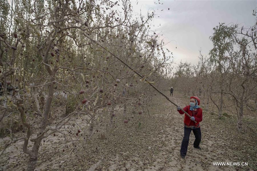 CHINA-XINJIANG-RUOQIANG-RED JUJUBE-HARVEST (CN)