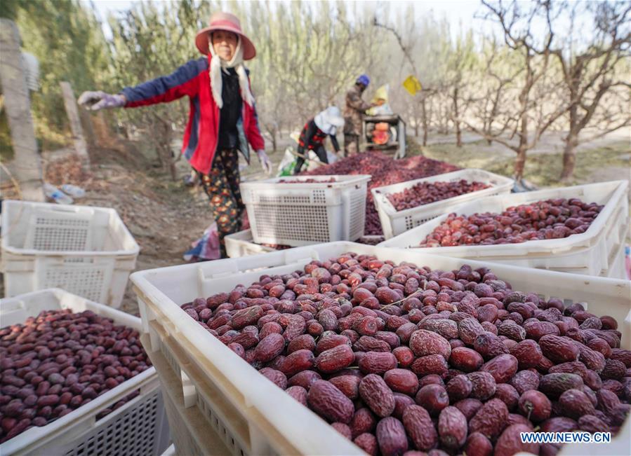 CHINA-XINJIANG-RUOQIANG-RED JUJUBE-HARVEST (CN)