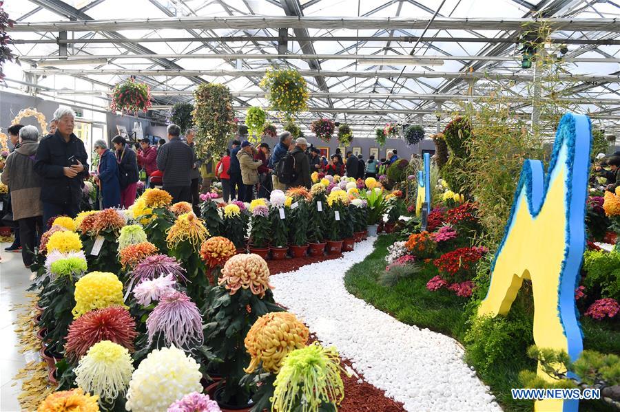 CHINA-BEIJING-CHRYSANTHEMUM-EXHIBITION (CN)