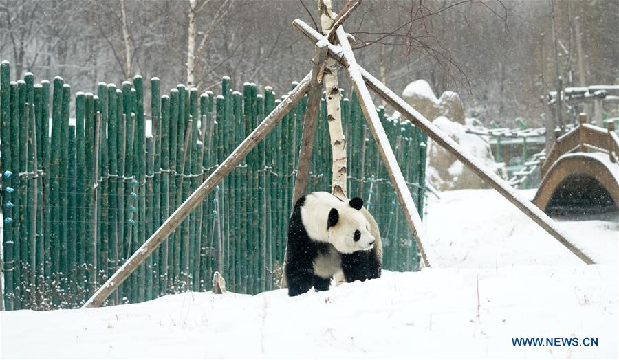 CHINA-HEILONGJIANG-SHANGZHI-SNOW-PANDA (CN)