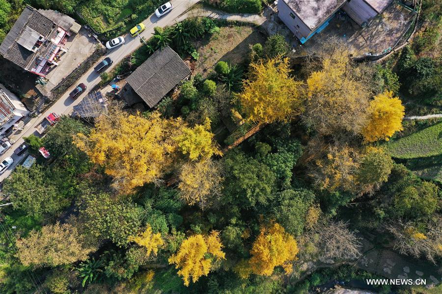 CHINA-GUIZHOU-GUIYANG-GINKGO TREE (CN)