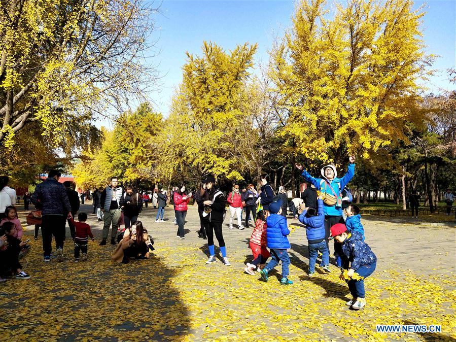 (BeijingCandid)CHINA-BEIJING-AUTUMN (CN)