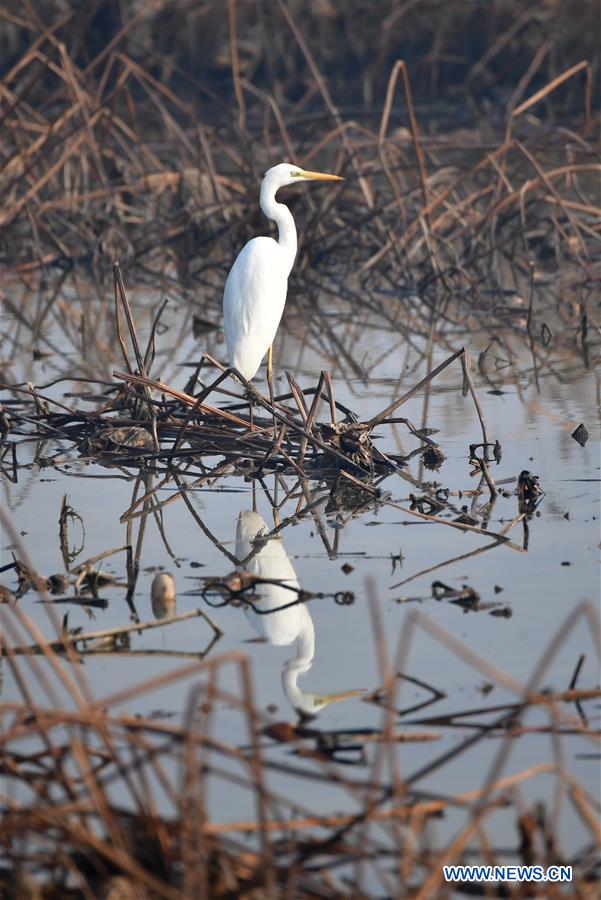 CHINA-SHAANXI-DALI COUNTY-YELLOW RIVER WETLAND-SCENERY (CN)