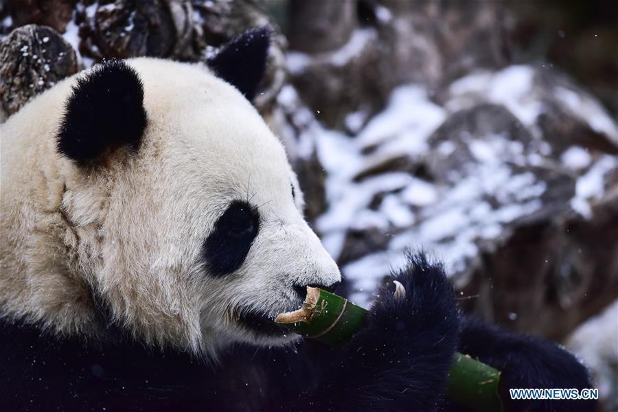 CHINA-QINGHAI-XINING-GIANT PANDA-SNOW (CN)