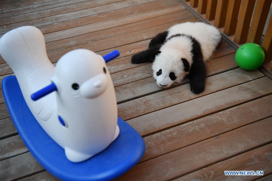 CHINA-SHAANXI-QINLING-GIANT PANDA KINDERGARTEN