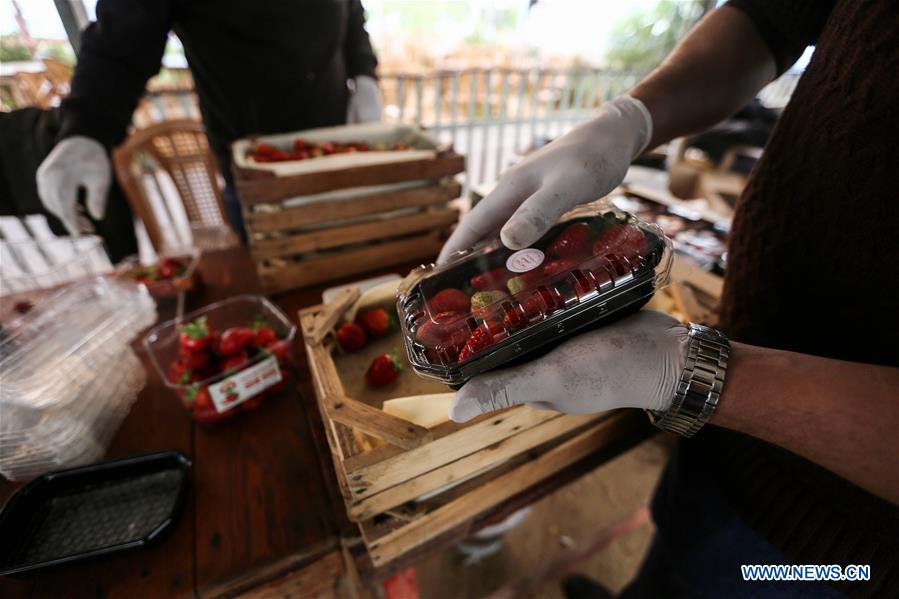 MIDEAST-GAZA-STRAWBERRY-HARVEST