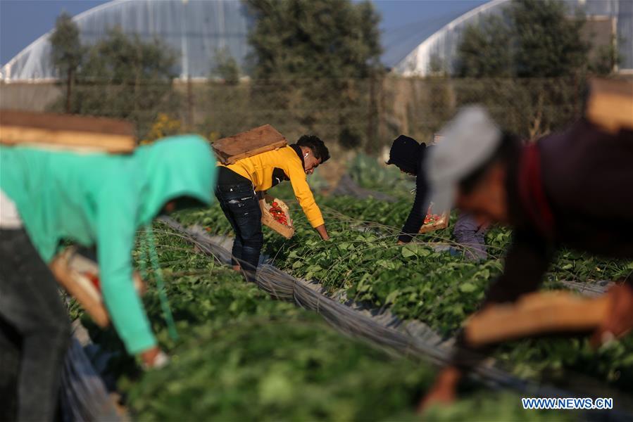 MIDEAST-GAZA-STRAWBERRY-HARVEST