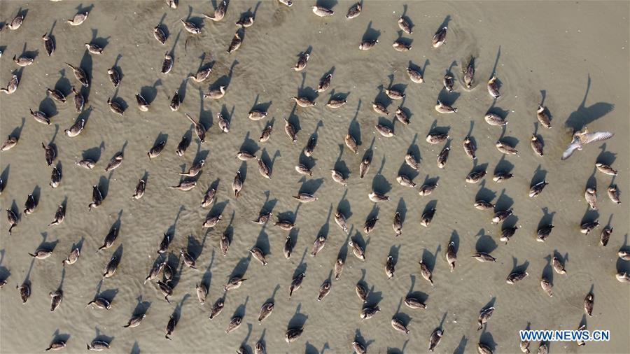 CHINA-ANHUI-SHENGJIN LAKE-MIGRANT BIRDS (CN)