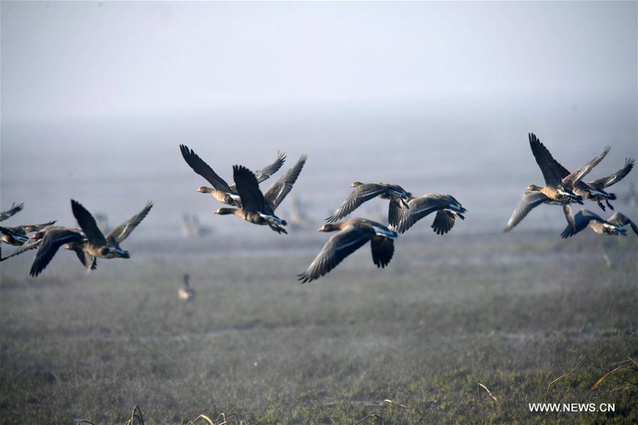 CHINA-JIANGXI-MIGRANT BIRDS-NANJI WETLAND (CN)