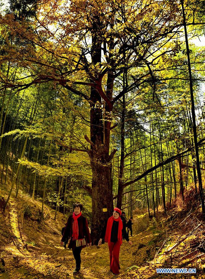 CHINA-FUJIAN-GINKGO TREE (CN)