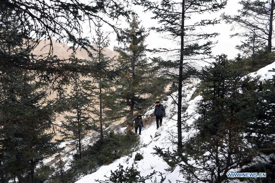 CHINA-GANSU-QILIAN MOUNTAINS-FOREST PROTECTION (CN)