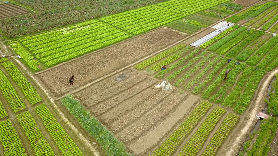 CHINA-SPRING PLOUGHING-AGRICULTURAL PRODUCTION (CN)